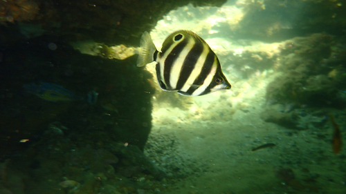 Butterfish (Tilodon sexfasciatus) — Kyphosidae — 2