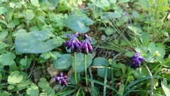 Muscari commutatum