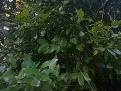 Laurelia sempervirens