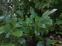 Laurelia sempervirens