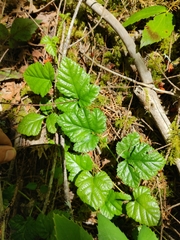 Rubus nivalis