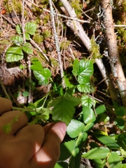 Rubus nivalis