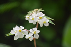Begonia biserrata