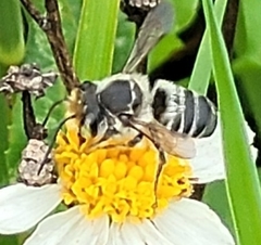 Megachile