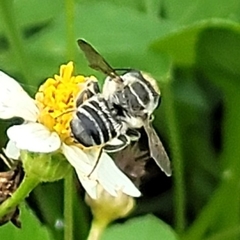 Megachile