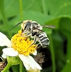 Megachile