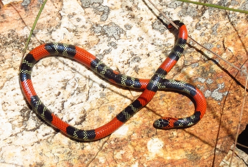 Photo of a Southern Coral Snake (Micrurus frontalis)