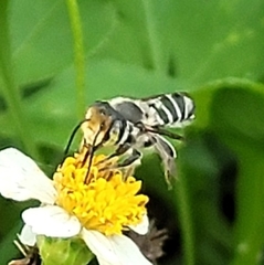Megachile