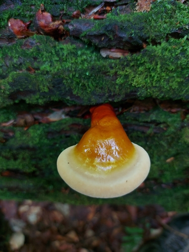 Ganodermataceae image