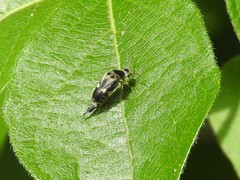 Glipa oculata