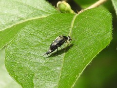 Glipa oculata