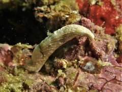 Dermatobranchus semilunus