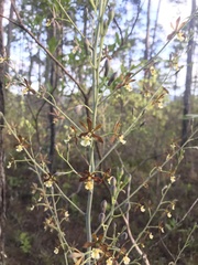Prosthechea michuacana