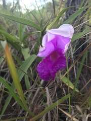 Sobralia macrantha