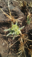 Raphionacme galpinii