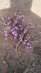 Raphionacme hirsuta
