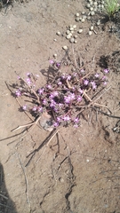 Raphionacme hirsuta