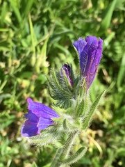 Echium judaeum