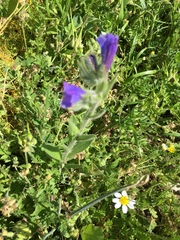 Echium judaeum