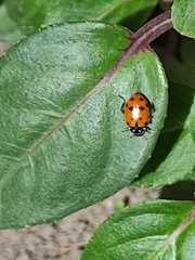 Hippodamia convergens