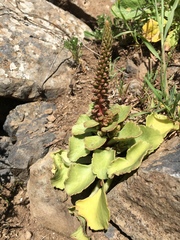 Umbilicus intermedius