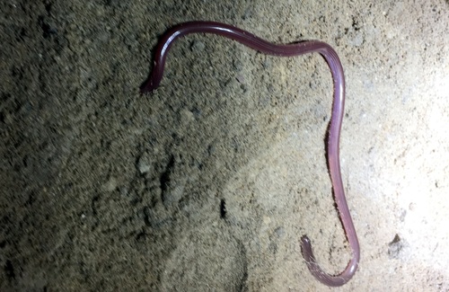 Faint-striped Blind Snake