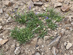 Penstemon humilis