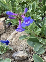 Penstemon humilis