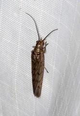 Stenosialis australiensis