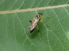 Xylomya terminalis