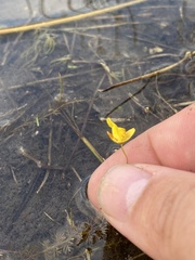 Utricularia ochroleuca