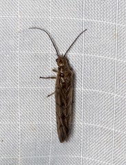 Stenosialis australiensis