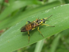 Xylomya terminalis