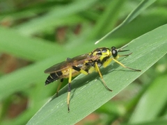Xylomya terminalis