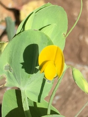 Lathyrus aphaca