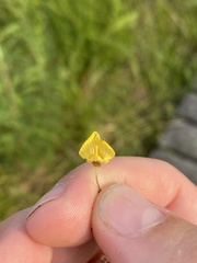 Utricularia ochroleuca