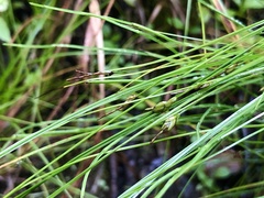 Carex leptalea