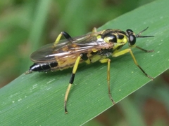 Xylomya terminalis