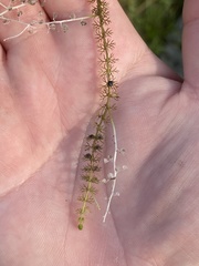 Utricularia ochroleuca