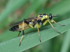 Xylomya terminalis