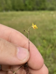 Utricularia ochroleuca