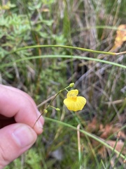 Utricularia ochroleuca