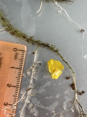 Utricularia ochroleuca