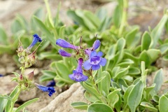 Penstemon humilis