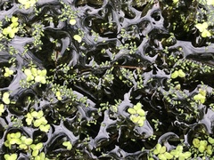 Wolffia brasiliensis