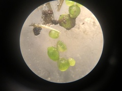 Wolffia brasiliensis