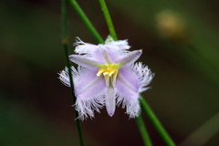 Thysanotus banksii