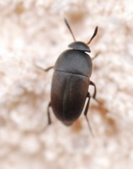 Ptomaphagus