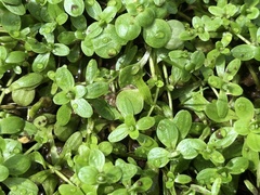 Callitriche heterophylla