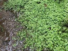 Callitriche heterophylla